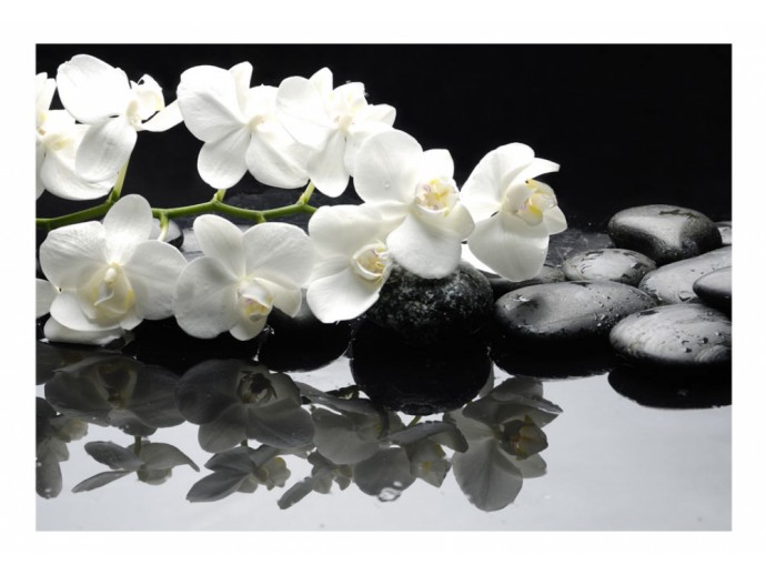 fototapeta kamienie kwiaty orchidee
