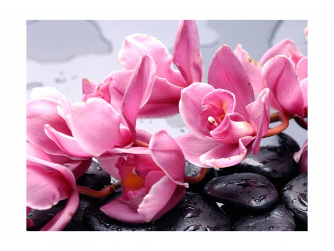 fototapeta różowa orchidea kwiaty kamienie natura